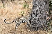 Leopard, Sabi Sand Game Reserve