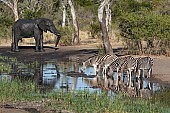 Zebra group drinking with wet elephant in background