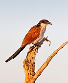 Burchell's Coucal on Tree Stump