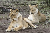 Lioness Pair