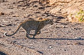 Young Leopard