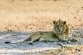 Young Male Lion, Full Figure