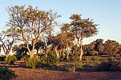 Mashatu Game Reserve Scenic