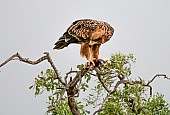 Tawny Eagle Feeding on Prey