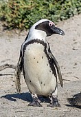 African Penguin