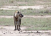 Spotted Hyena