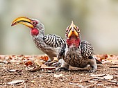 Southern Yellow-billed Hornbill Duo