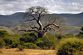 Baobab Tree, Zambia