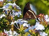 Blue-banded Swallowtail Butterfly Reference Image