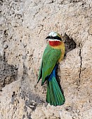 White-fronted Bee-eater