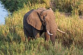 Elephant, Kruger National Park