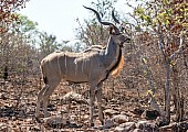 Kudu Bull