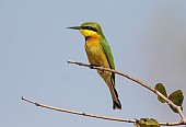 Little Bee-eater