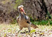 Red-billed Hornbill, Close-up