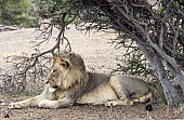 Lion Male Lying Side-on