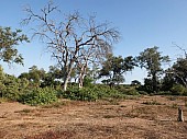 Trees against blue sky