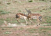 Impala Males Fighting