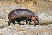 Hippo Stepping over Rocky Ground