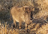 Warthog