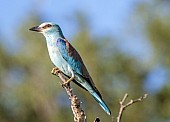 European Roller