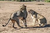 Lioness Growling at Male After Mating