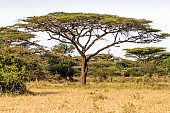 African Acacia Tree