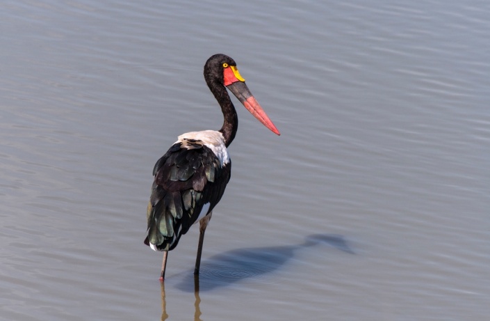 Saddle-billed Stork Wading