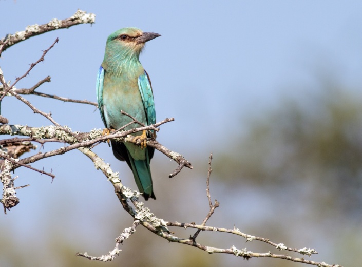 European Roller