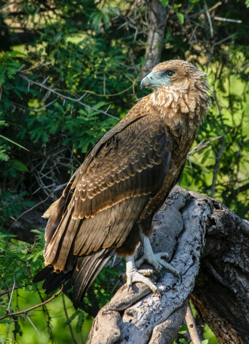 Juvenile Bateleur Eagle