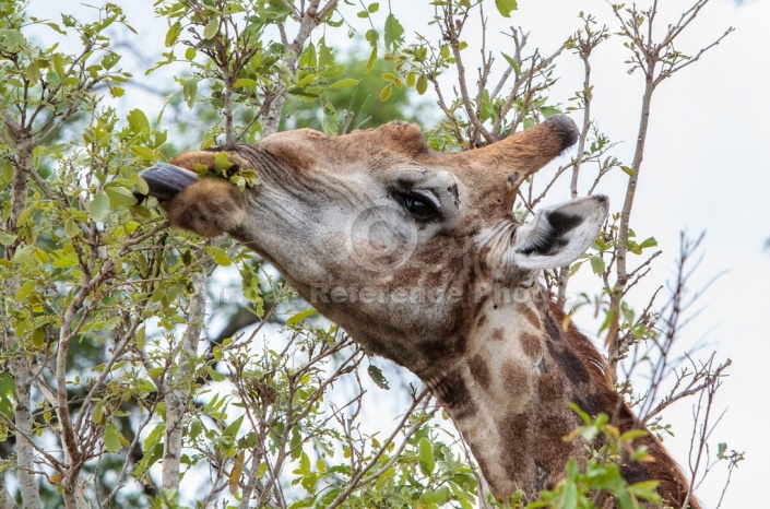 Giraffe wrapping togue around leaves and twigs