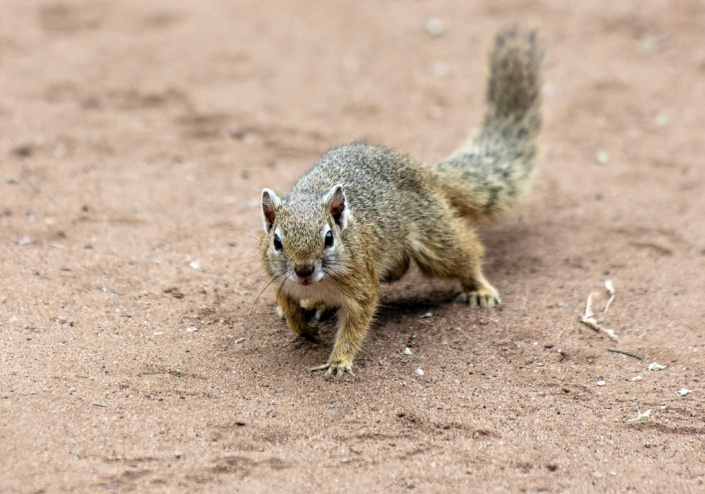 Tree Squirrel Reference Image