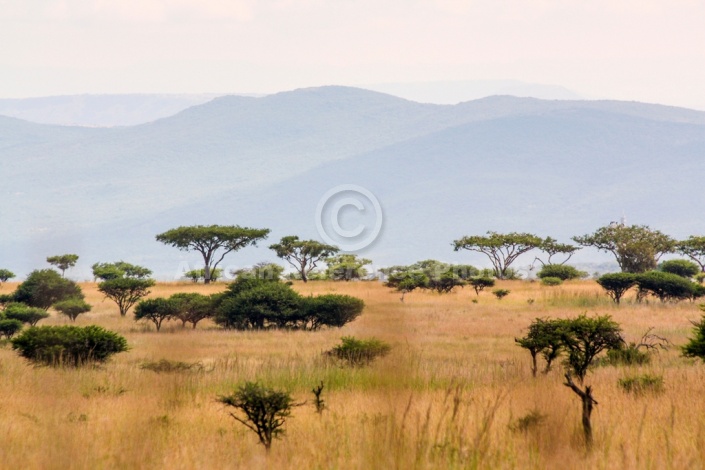 Acacia Tree