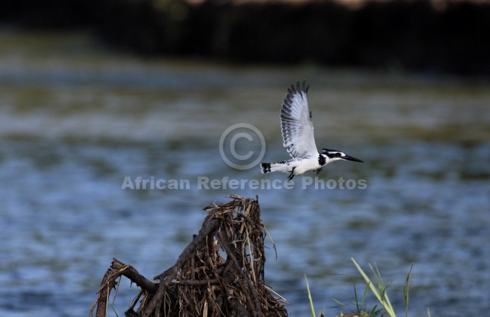 Pied Kingfisher
