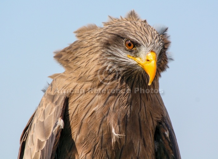Close-up of Yellow-billed kite