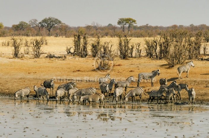 Zebra Herd Milling Around Dam's Edge
