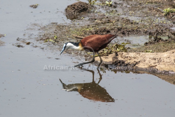 African Jacana