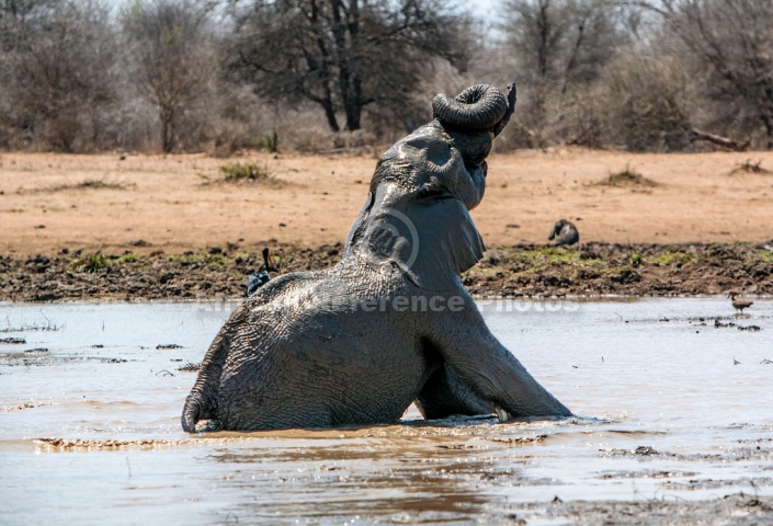 Elephant Bathing Reference Image