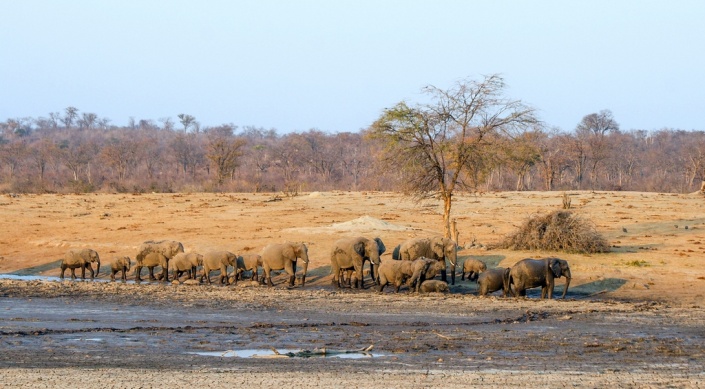 Elephant Herd