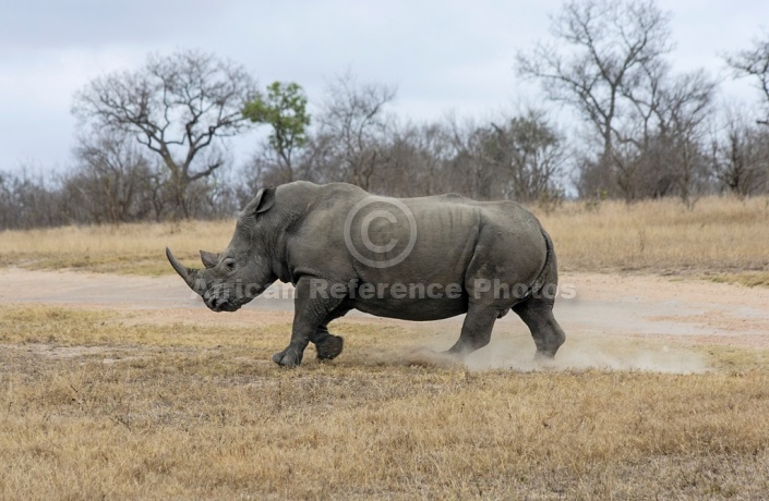 White Rhino Reference Photo