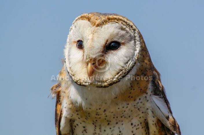 Barn Owl, Close-Up