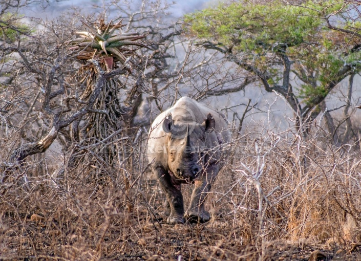 Black Rhino