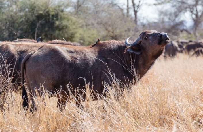 Buffalo Cow with Head Raised