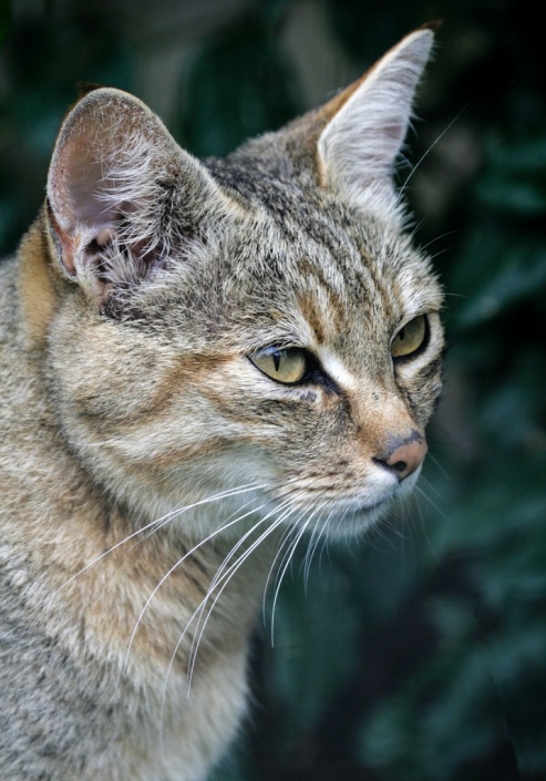 African Wild Cat, Head Shot