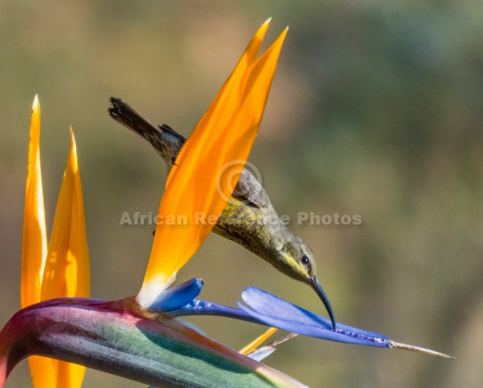 Amethyst Sunbird Female