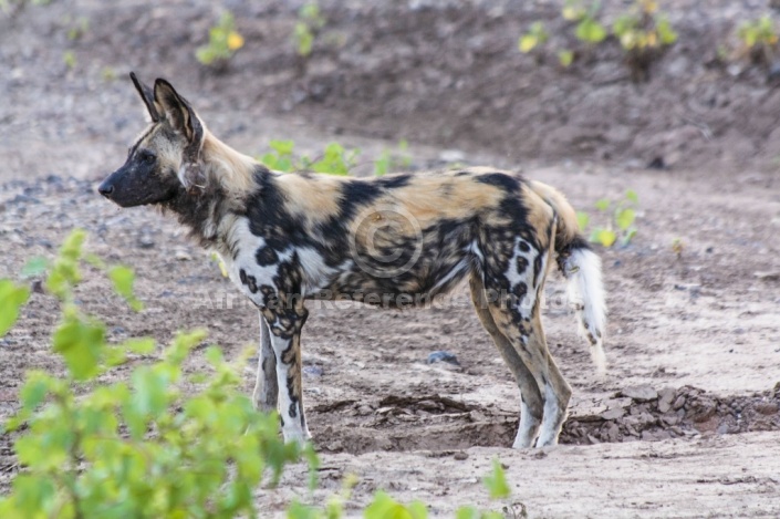 Wild Dog