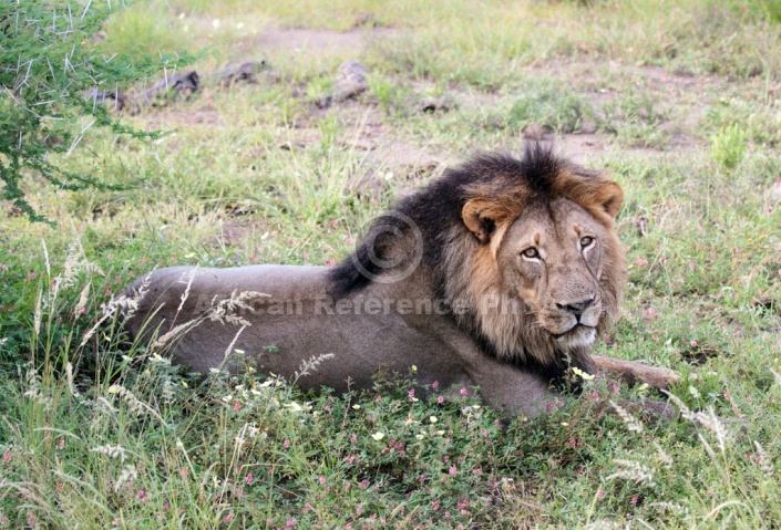 Male Lion