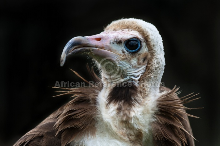 Hooded Vulture, Close-Up