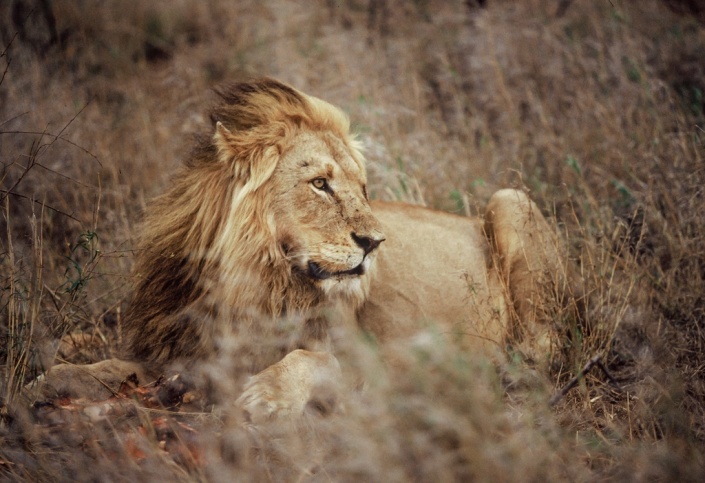 Male Lion with Remains of Kill