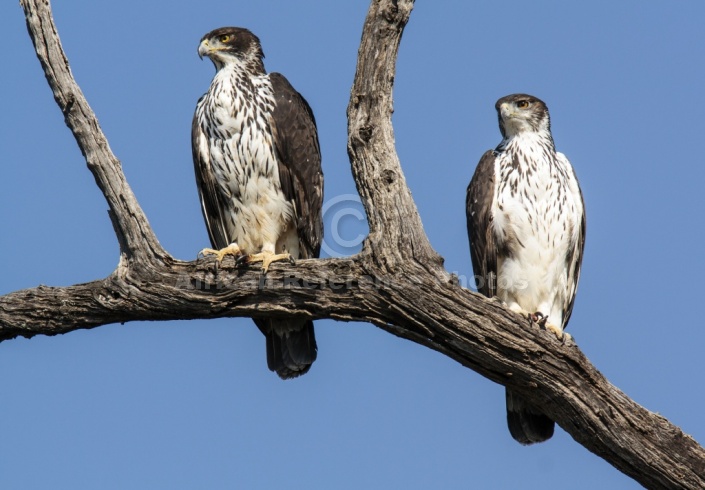 African Hawk Eagle