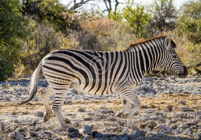 Zebra Trotting